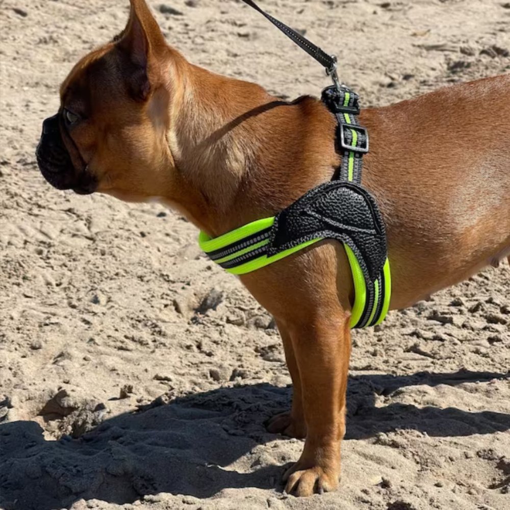 Green Reflective Dog Harness and Leash Set / Set for Medium Dogs